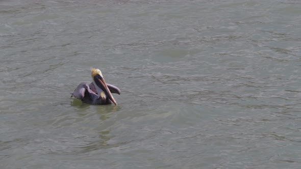 Brown Pelican Taking Off From Water, Slow Motion