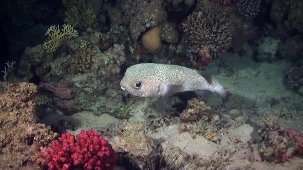 Spot-fin porcupinefish (Diodon hystrix) swimming over coral reef at night in the Red Sea alt