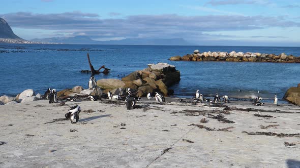 Penguin waddle on the beach of Betty's Bay alt