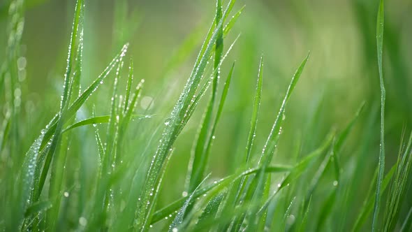 Drops of Dew Covering Blades of Grass with Great Zoom In, Green Macro World in Morning, Steadicam alt