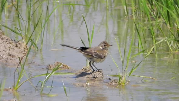Alone Little Brown Bird Takes a Bath by the Water in Wetland alt