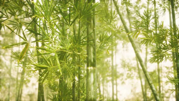 Asian Bamboo Forest with Sunlight alt