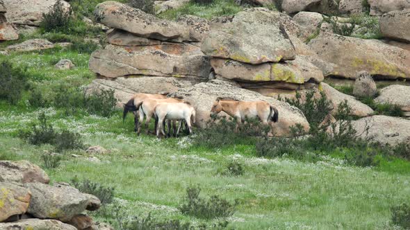 Wild Przewalski Horses in Real Natural Habitat Environment in The Mountains of Mongolia alt