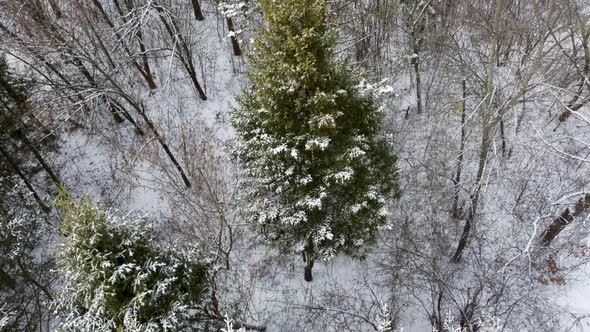 Evergreen pine tree branches, winter aerial view