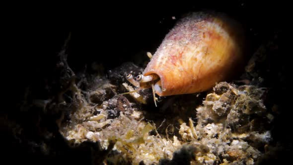 A Conch shell creature hunting during the night with its eyes poking out from its shell alt