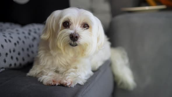 Little white dog laying down at a couch while looking at the camera and outside alt