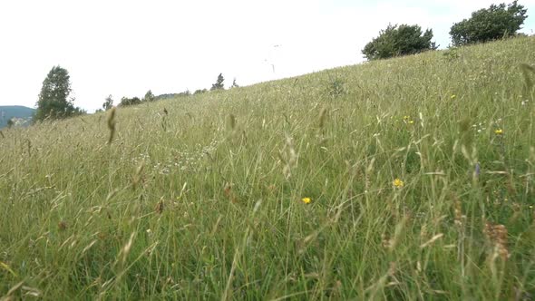 Grass In The Mountains alt