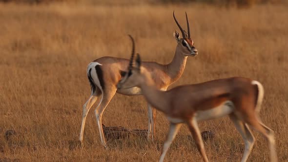 Gazelles On Yellow African Plains