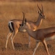 Gazelles On Yellow African Plains - VideoHive Item for Sale