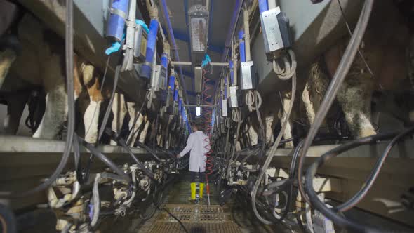 Modern cow milking parlor., Stock Footage | VideoHive