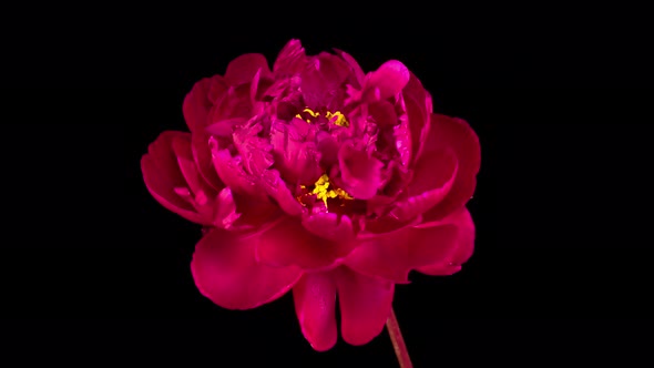 Time Lapse of Opening Beautiful Red Peony Flowers alt