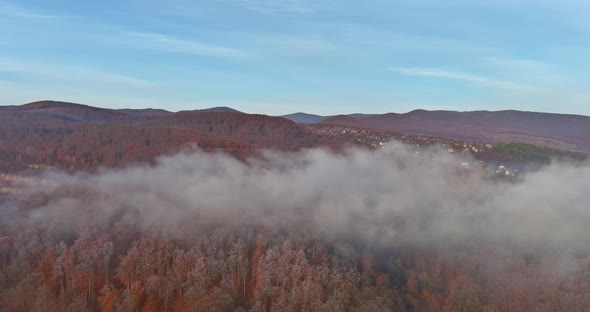 Misty Forest on the Mountain Slope in a Amazing Nature alt