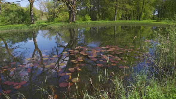 Red lilies in a pond with oak reflection