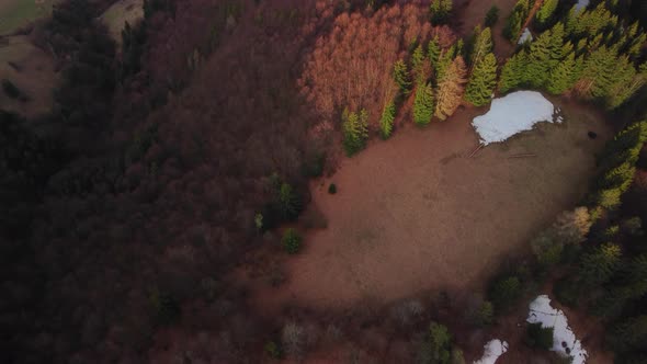 Aerial View of Spruce and Beech Forest in Spring in Nice Light Golden Hour