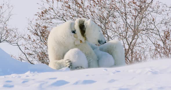 Two Polar Bear cubs and sow. Sow looks around as one cub paws at her face, playing. alt