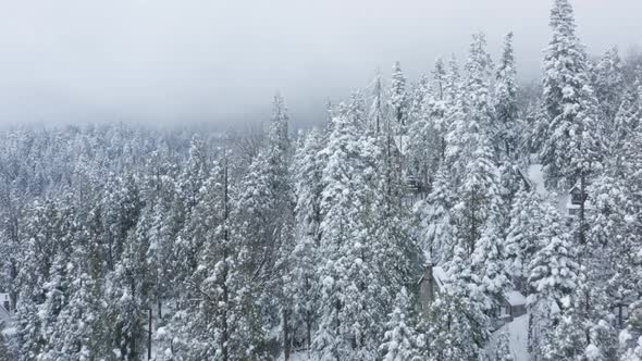 Cinematic Drone Flight Through Scenic Snowfall Snow Flakes Covering Fir Trees alt