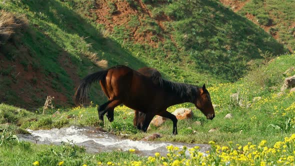Horses Drink Water In A Mountain Stream 2