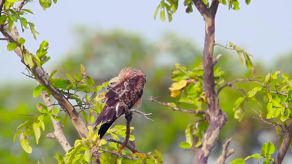 Changeable hawk eagle in Arugam bay nature reserve, Sri Lanka  alt