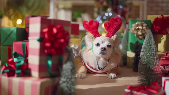 chihuahua dog with stylish fasioned dear horn smile and joyful with christmas tree decorating