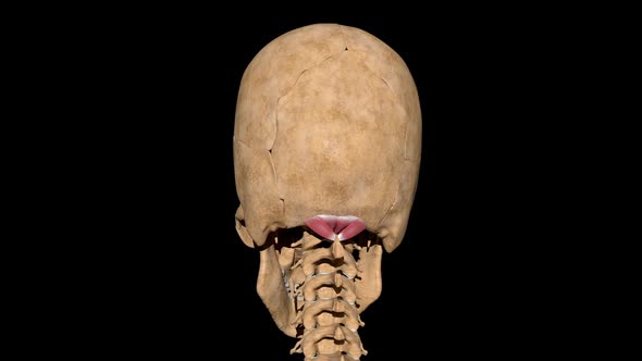 Major And Minor Rectus Capitis Posterior Muscles On Skeleton alt