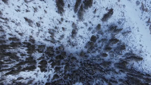 Pine tree forest in snow from above alt