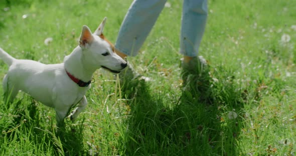 Jack Russell Terrier Dog Plays with Favourite Toy in Park on Sunny Day in Slowmotion 120 Fps Prores