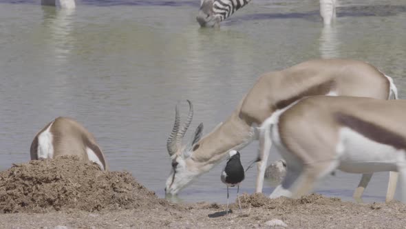 Springbok Drinking