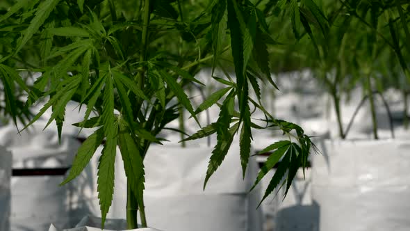 Close Up Shot Of Organic Windy Outdoor Cannabis Nursery Farm