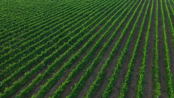 Aerial view to a rows from vineyards