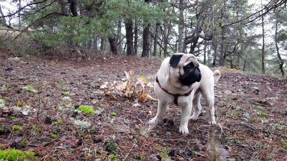 Young Pug walks in the Forest