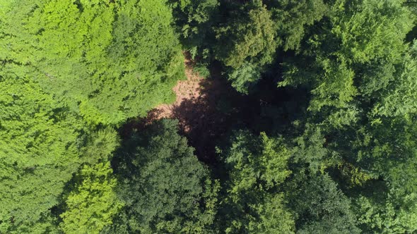 Aerial View of Forest Glade