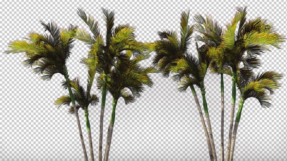 Palm Trees in The Wind alt
