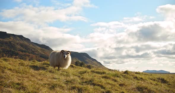 Sheep Eating Greenery in Iceland in Mountain Portrait alt