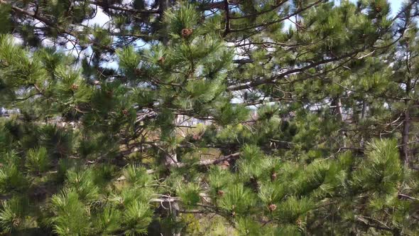 pine conifer along the trunk high over the treetop. Marvelous aerial view flight rising up drone foo alt