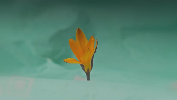 Timelapse of a Bright Yellow Crocus Bud with Dew Drops and an Insect on the Petal Blooms Against a alt