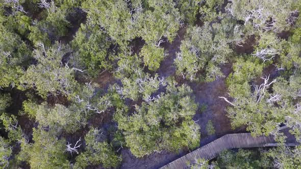Mangrove swamp in New Zealand aerial view