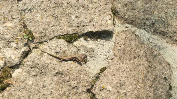 Common Wall Lizard crawling alt