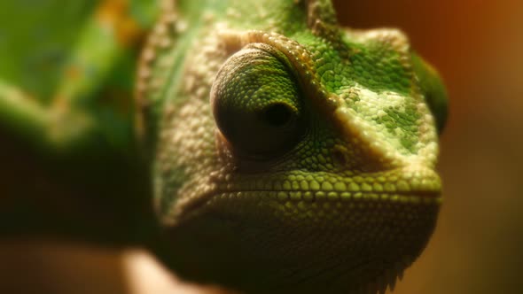 Panther chameleon sits on a branch in 4K.