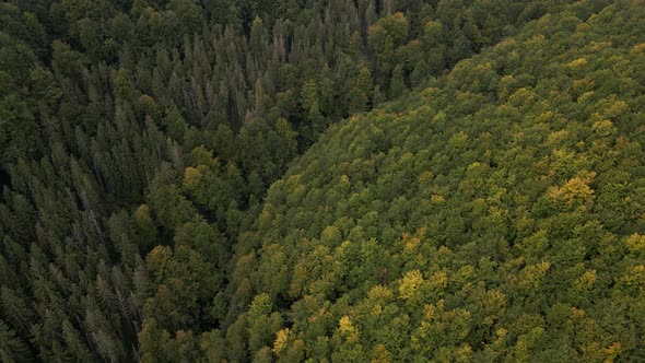 Pine Tree Forest Drone Shots Going Up alt
