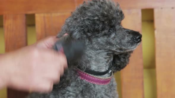 Small Poodle Comb Brush