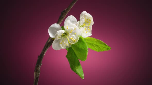 Plum Tree Branch with Blooming Flowers on Purple Background Time Lapse