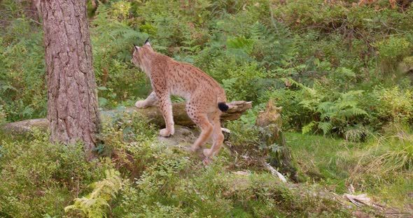 Young European Lynx Walking and Stops to Look for Enemies or Prey in the Forest