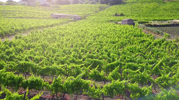 Vineyard at sunset - aerial view