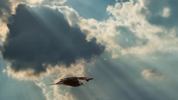 Slow motion track shot of red kite gliding Against Cloudy sky and sunlight,4K - Majestic flight of r alt