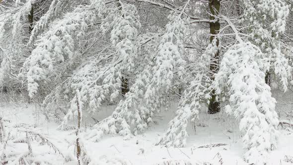 Tree Branches Covered With Snow In Forest During Winter In Eastern Canada. - POV, Approach Shot alt