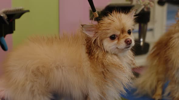 The Girl Dries the Hair of a Small Spitz with a Hair Dryer After Washing alt