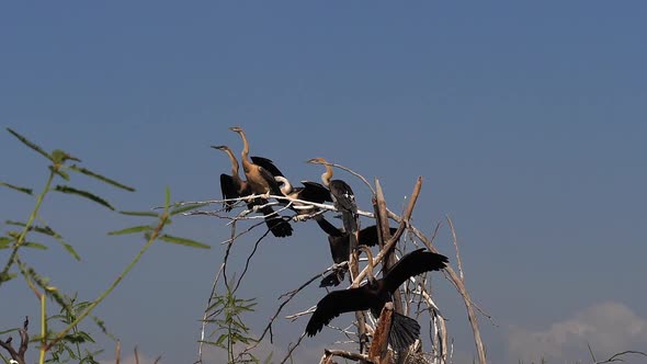 980365 Heronry with African Darter, anhinga rufa, Adult taking off, in flight, Baringo Lake in Kenya alt