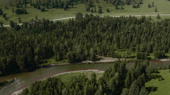 Deep forest and river in valley of Altai