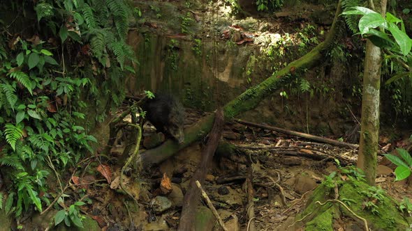 An angry white lipped peccaryTayassu pecari  in the Amazonian rainforest  alt