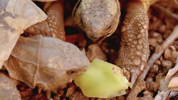 Two herbivorous tortoise feeding. Open eyes of the tortoise feeding on a hard grasses. alt